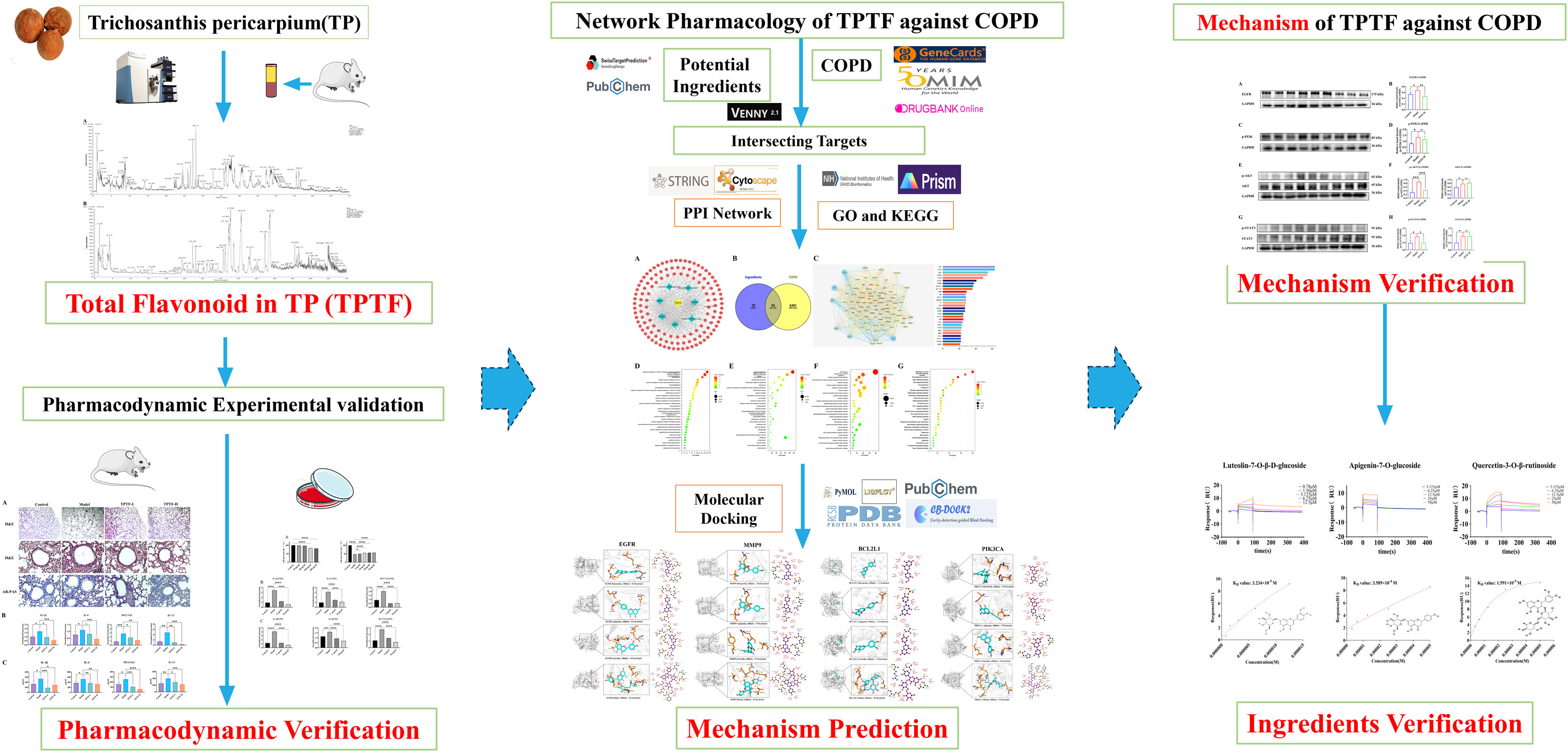 IF:8.3,血清化學(xué)+網(wǎng)絡(luò)藥理學(xué)+SPR驗(yàn)證，解析中藥瓜蔞改善COPD的多靶點(diǎn)機(jī)制！