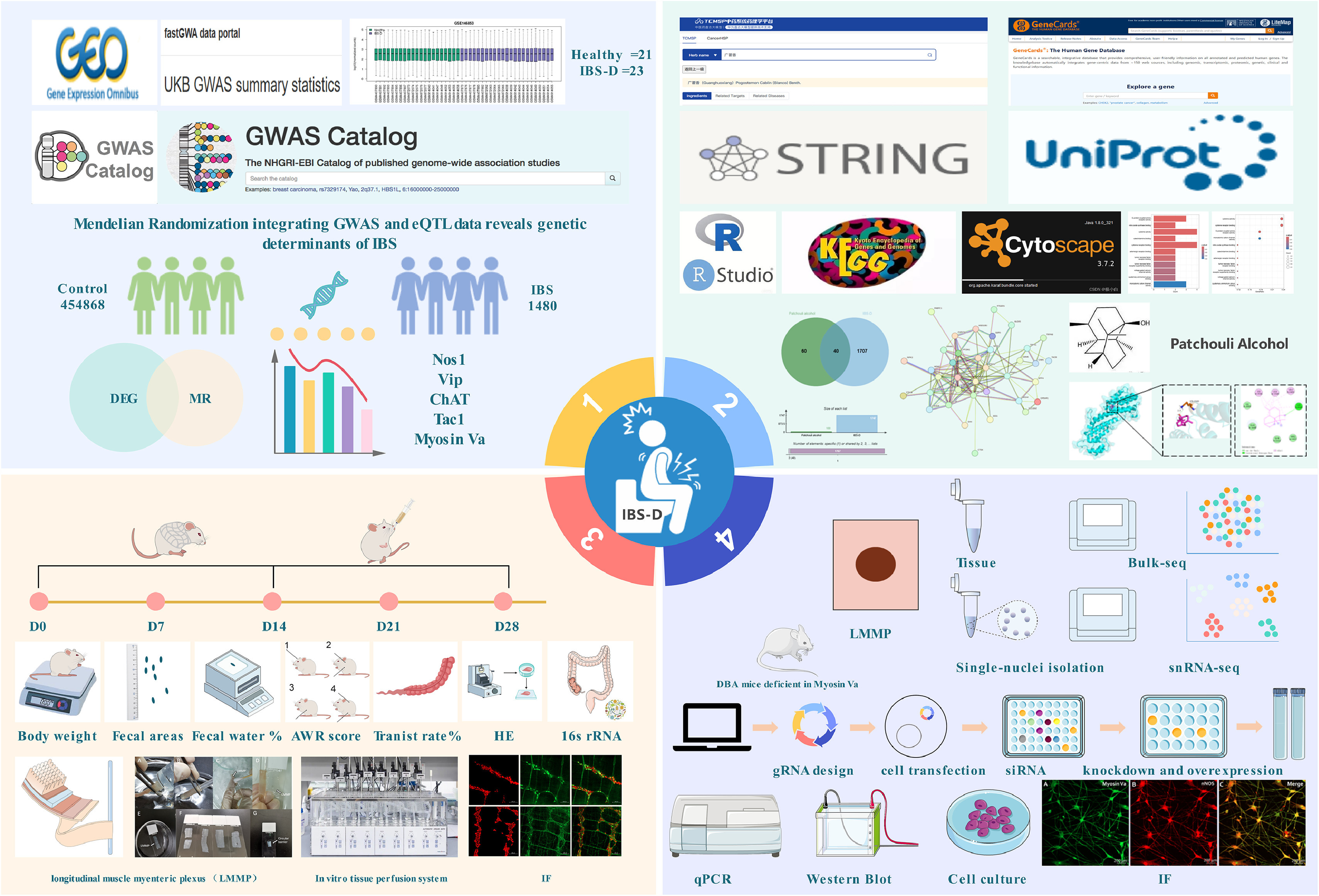 IF:8.3,多組學(xué)+孟德爾隨機(jī)化+網(wǎng)絡(luò)藥理學(xué)，揭秘廣藿香醇重塑腸道菌群-神經(jīng)軸，緩解腸易激綜合征機(jī)制！