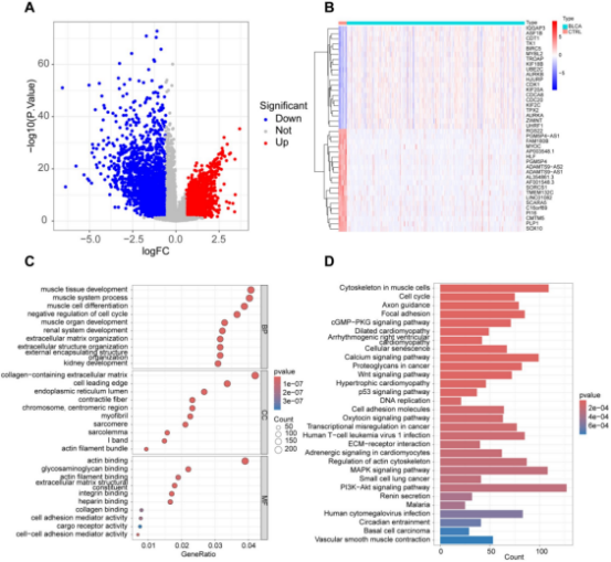 單細(xì)胞+乳酸化+機(jī)器學(xué)習(xí)，賦能鎖定膀胱癌“代謝-乳酸化”雙靶點(diǎn)FASN/RUNX2！