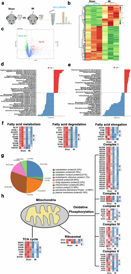 IF:15.7，單細(xì)胞多組學(xué)+自噬+棕櫚?；?動(dòng)物驗(yàn)證，解析心梗潛在治療靶點(diǎn)！