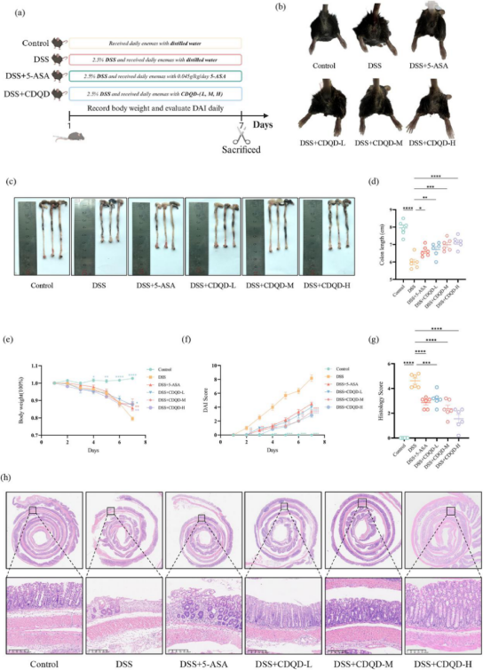 IF:8.3，网络药理学+16S+代谢组+转录组，解析抑制炎症巨噬细胞活化改善结肠炎机制！