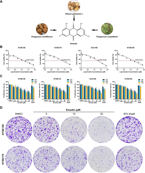 IF:8.3，网络药理学+转录组+蛋白质组，解析大黄素对食管鳞状细胞癌糖酵解和氧化磷酸化的双重攻击！