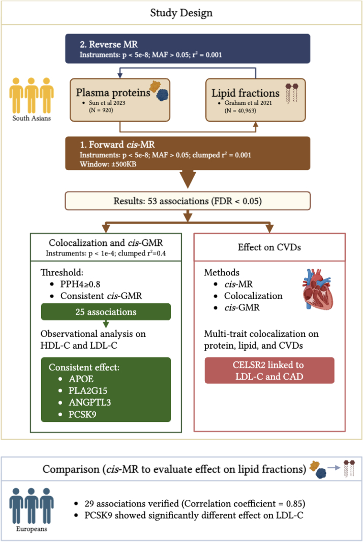 IF 6.2！这套“万金油”MR组合拳也太强了！【两样本MR +共定位+多变量MR】三连发，直接锁定关键因果信号！