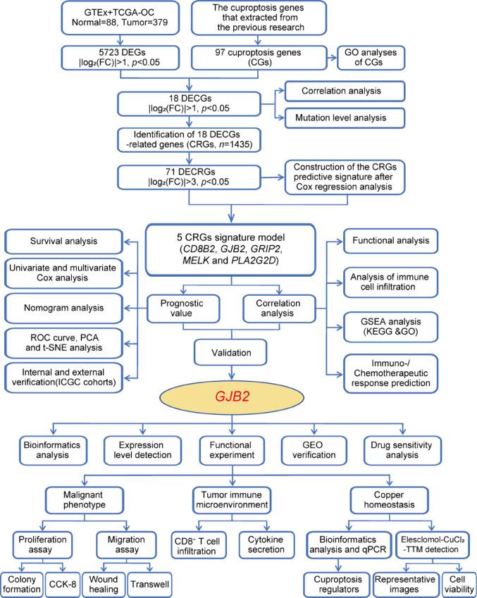 IF:8.1，卵巢癌+GJB2+铜死亡+细胞实验与生信分析，揭示新型预后标志物，助力精准治疗突破！