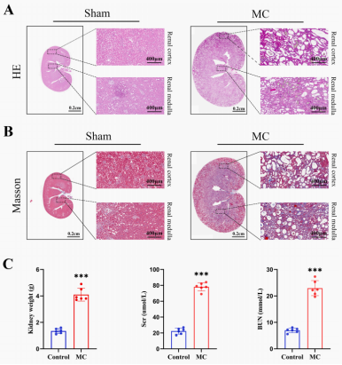 微观世界的“安全侦探”：揭秘毒理学动物模型如何为药物“排雷”