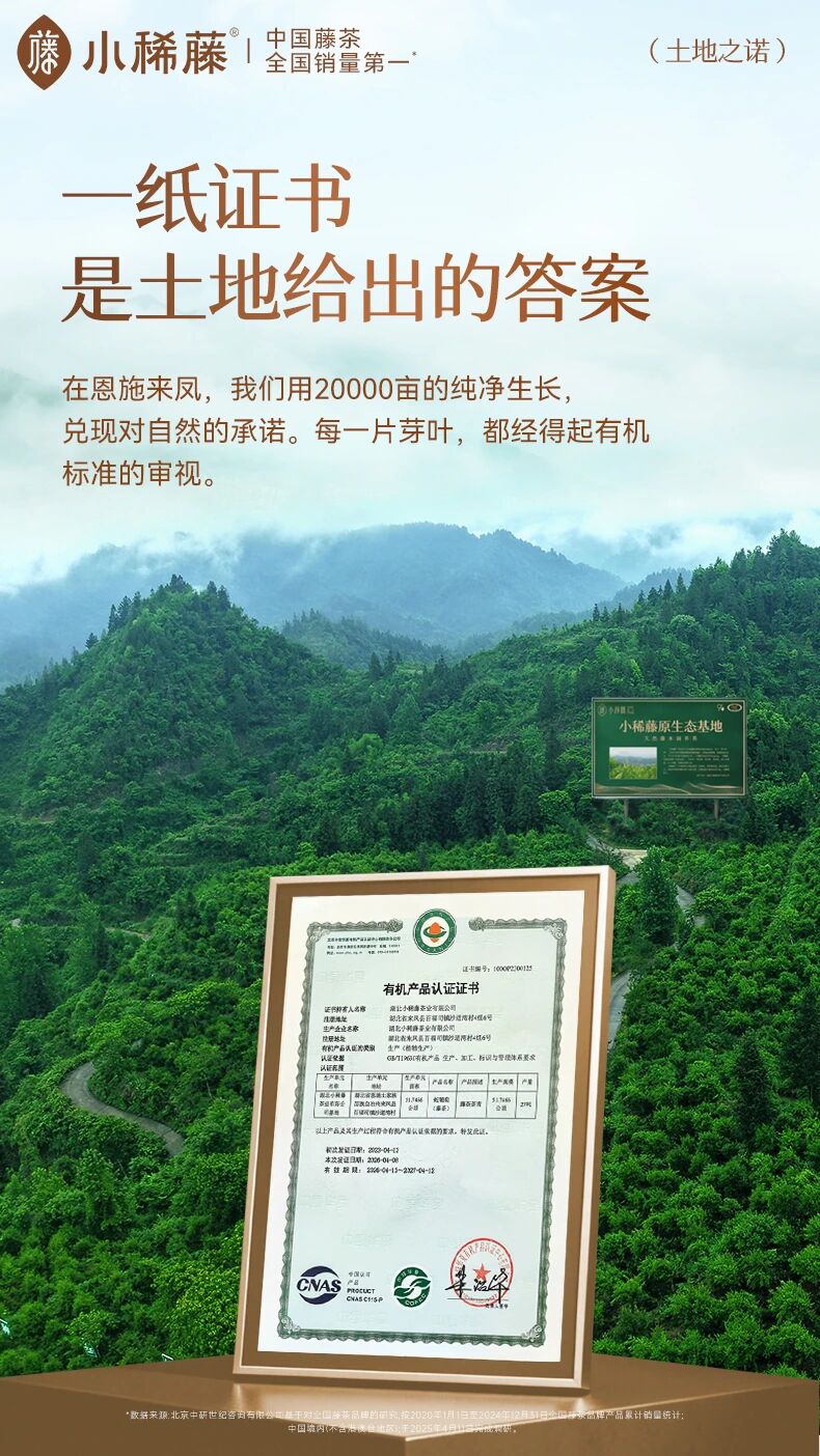 藤茶之乡·有机之约｜小稀藤来凤藤茶基地获有机产品认证