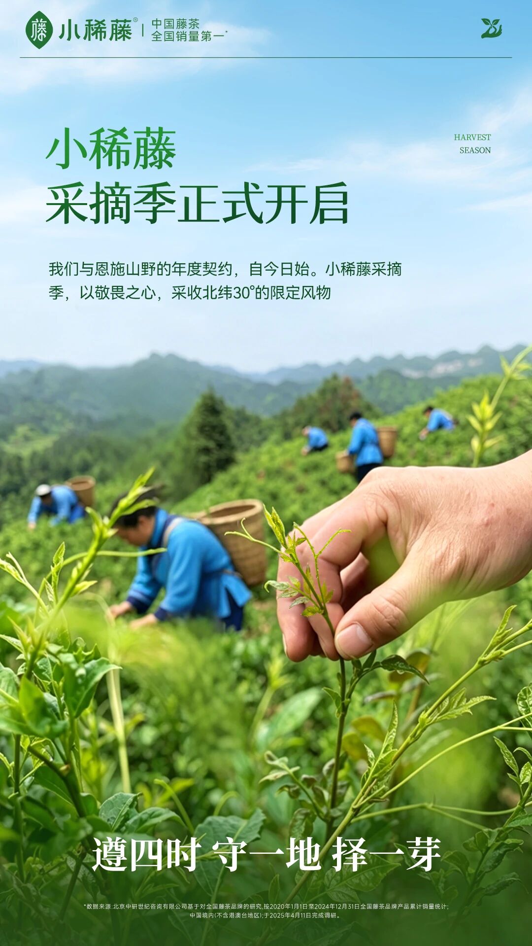 小稀藤2026年采摘季正式开启