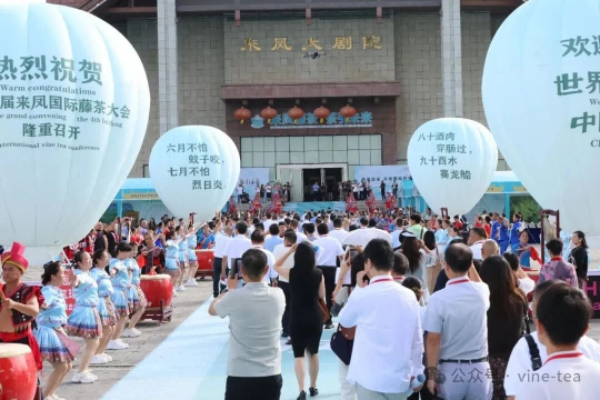 小稀藤随第四届国际藤茶大会开启藤茶出海新征程