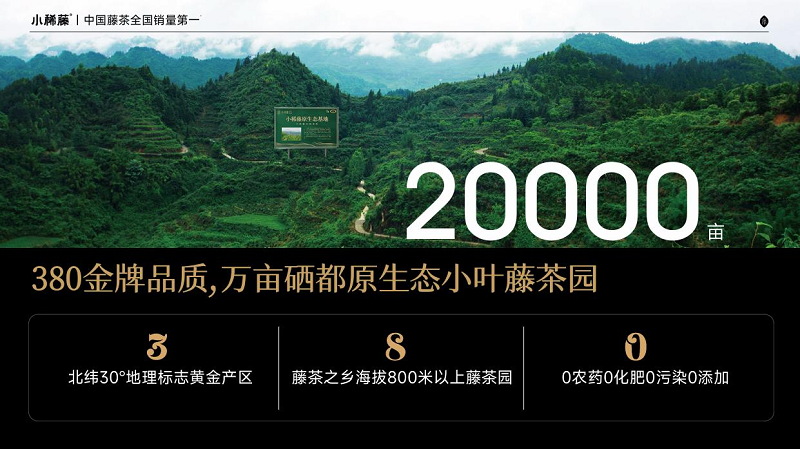 溯源小稀藤真茶园：世界硒都北纬30°的20000亩原生态藤茶基地