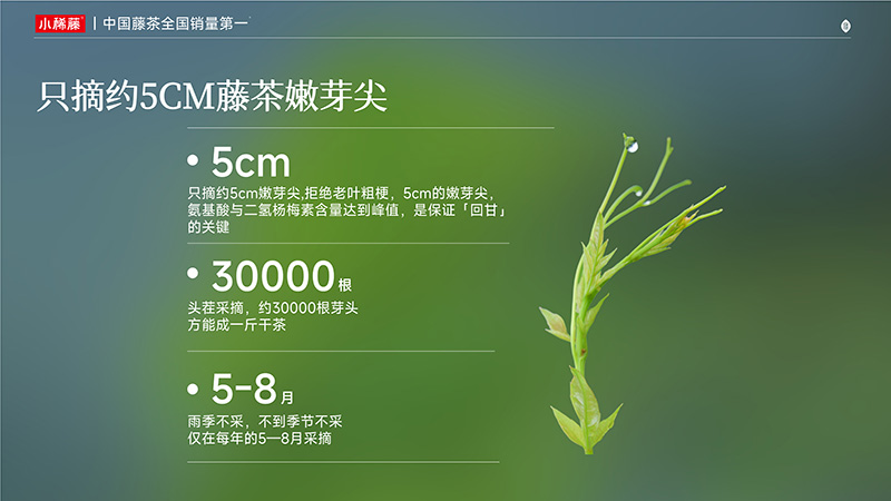 秋分｜小稀藤中国藤茶全国销量第 一，这杯回甘留给你自己